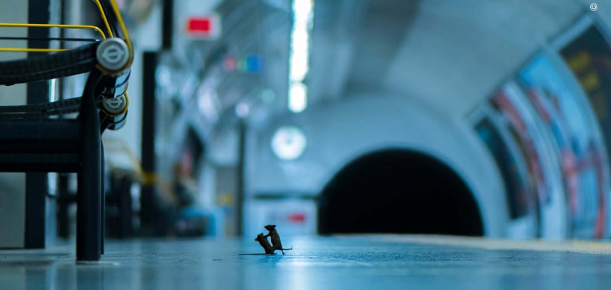 Фото бійки мишей за їжу в метро вразило світ. Дивовижні кадри