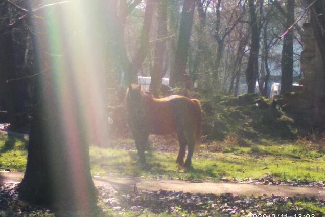 Из зоопарка Одессы сбежала привередливая лошадь