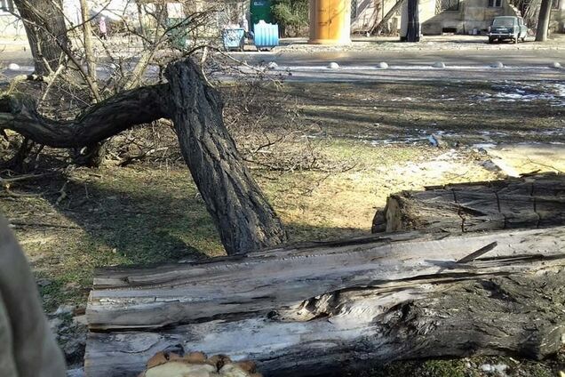 В Одессе на проезжую часть упало дерево