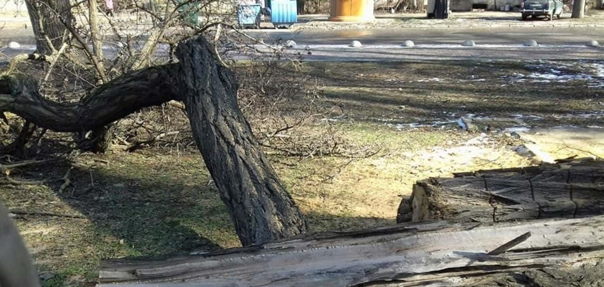 В Одессе на проезжую часть упало дерево