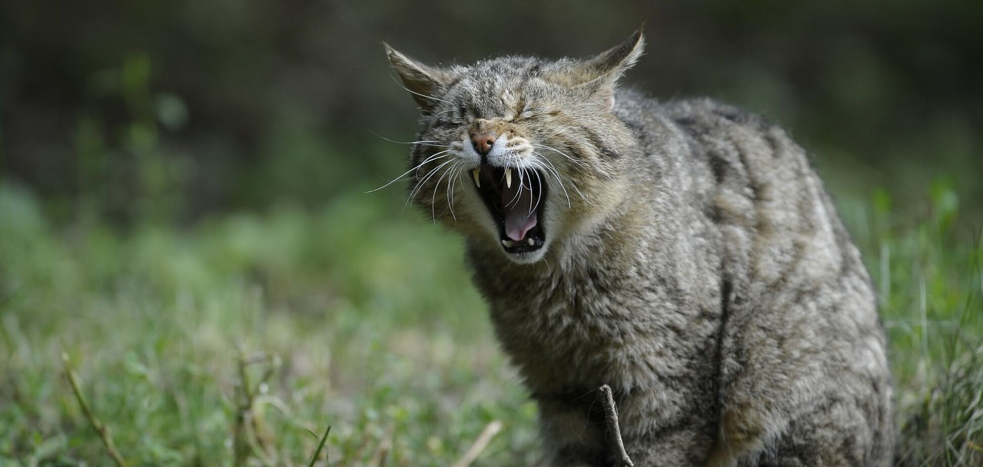 Месть за разбитое сердце: зоопарк в Сан-Антонио запустил необычный аттракцион на День влюбленных
