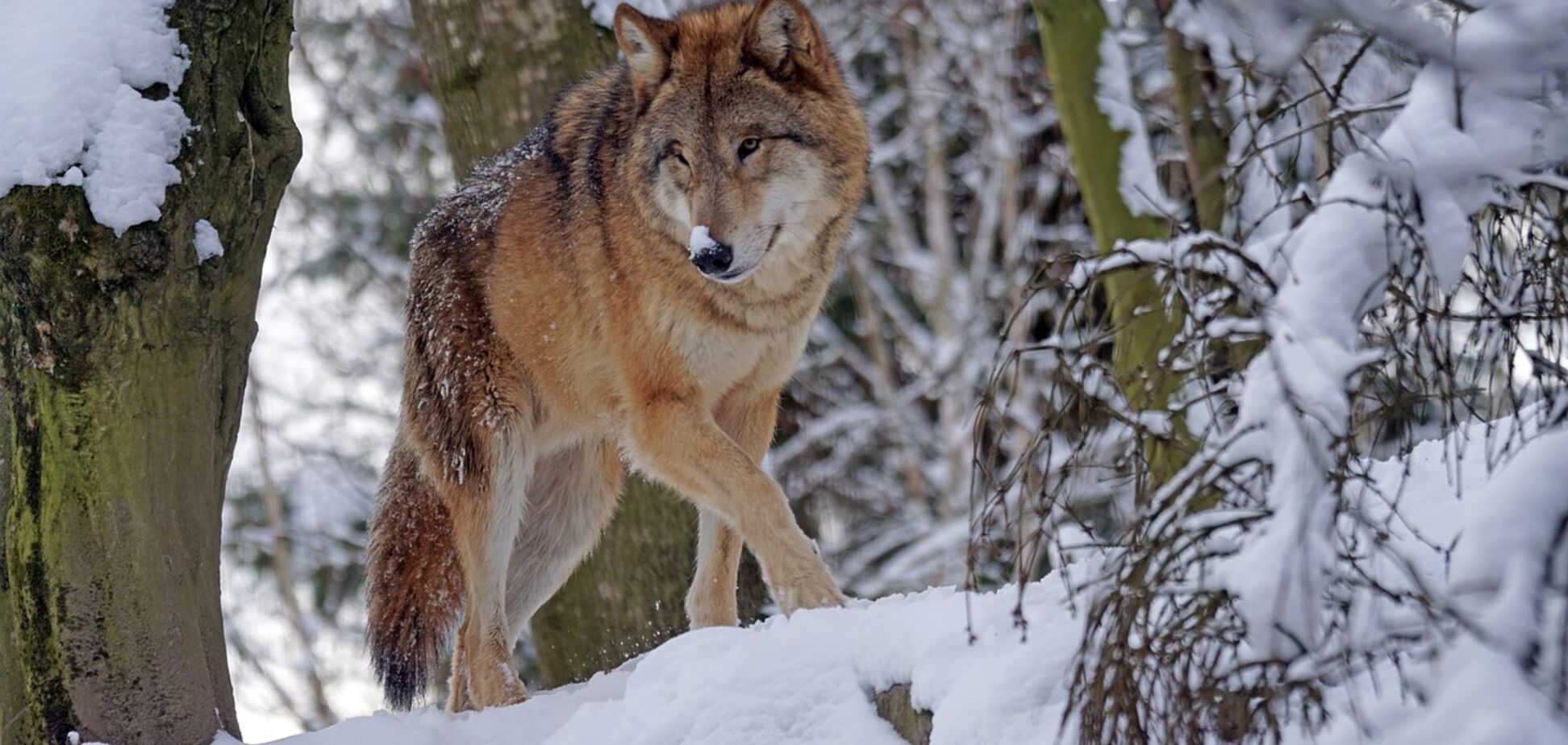 Раскрыт секрет знаменитого фото с 'шерстяным волчарой' на Аляске