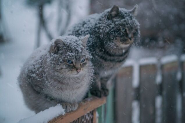 Навесні Україну може завалити снігом: синоптикиня розповіла про небезпеку теплої зими