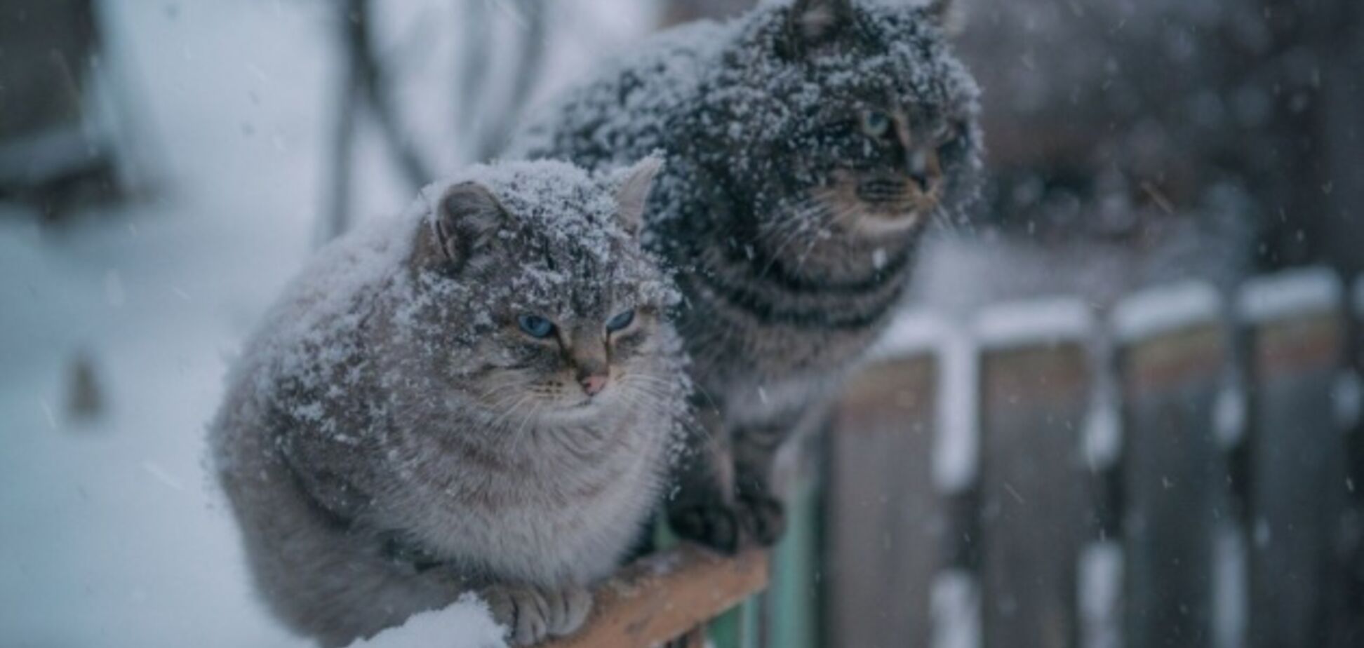 Весной Украину может завалить снегом: синоптик рассказала об опасности теплой зимы