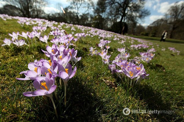 Синоптикиня розповіла, що в Україну прийшла рання весна