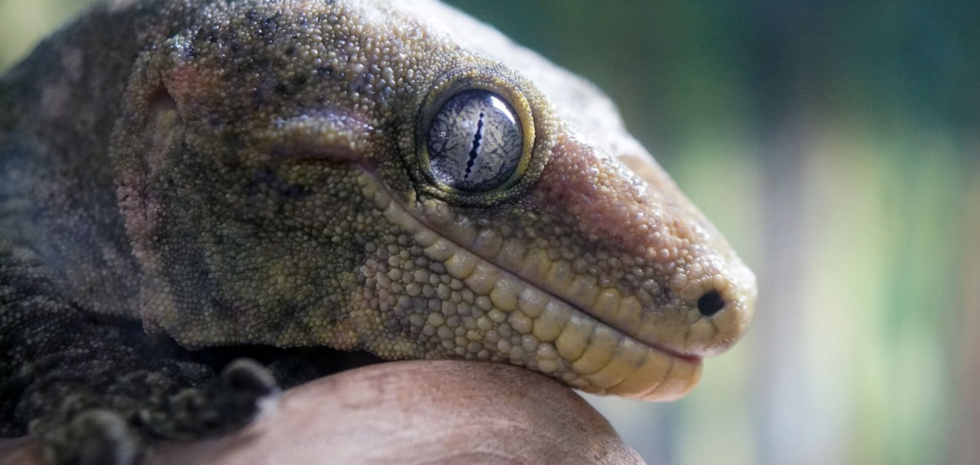 В Австралии мужчина чудесным образом спас упавшую в его пиво ящерицу