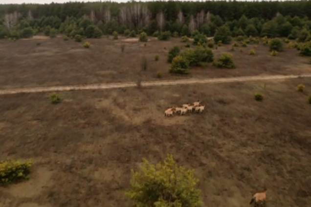 С высоты птичьего полета: появилось впечатляющее видео из Чернобыля с редкими животными