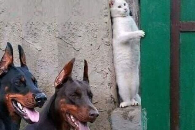 Розкрито секрет відомого мема з котом та доберманами