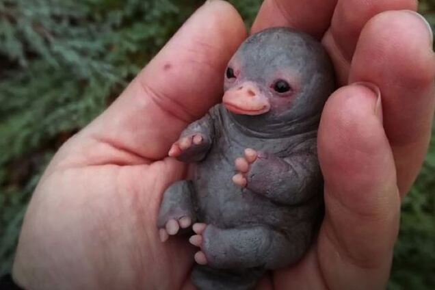 Фото маленького утконоса очаровало сеть, но вскрылся подвох