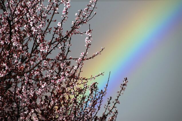 Весна в разгаре: синоптики подтвердили теплый прогноз по Украине