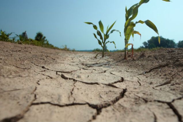 Украина засохнет: климатолог напугала погодой через 10 лет