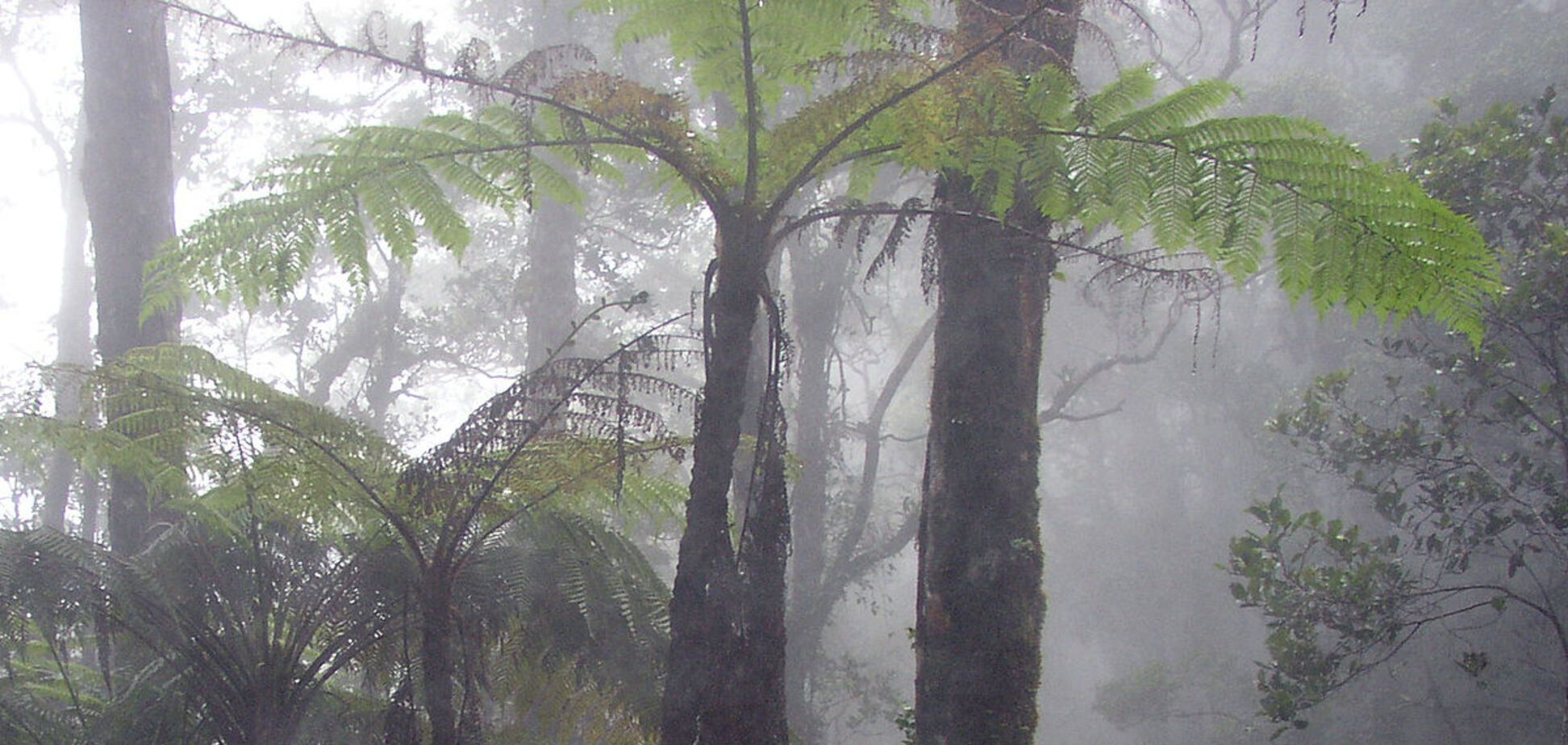 Вчені навчилися видобувати 'зелену' енергію з вологого повітря