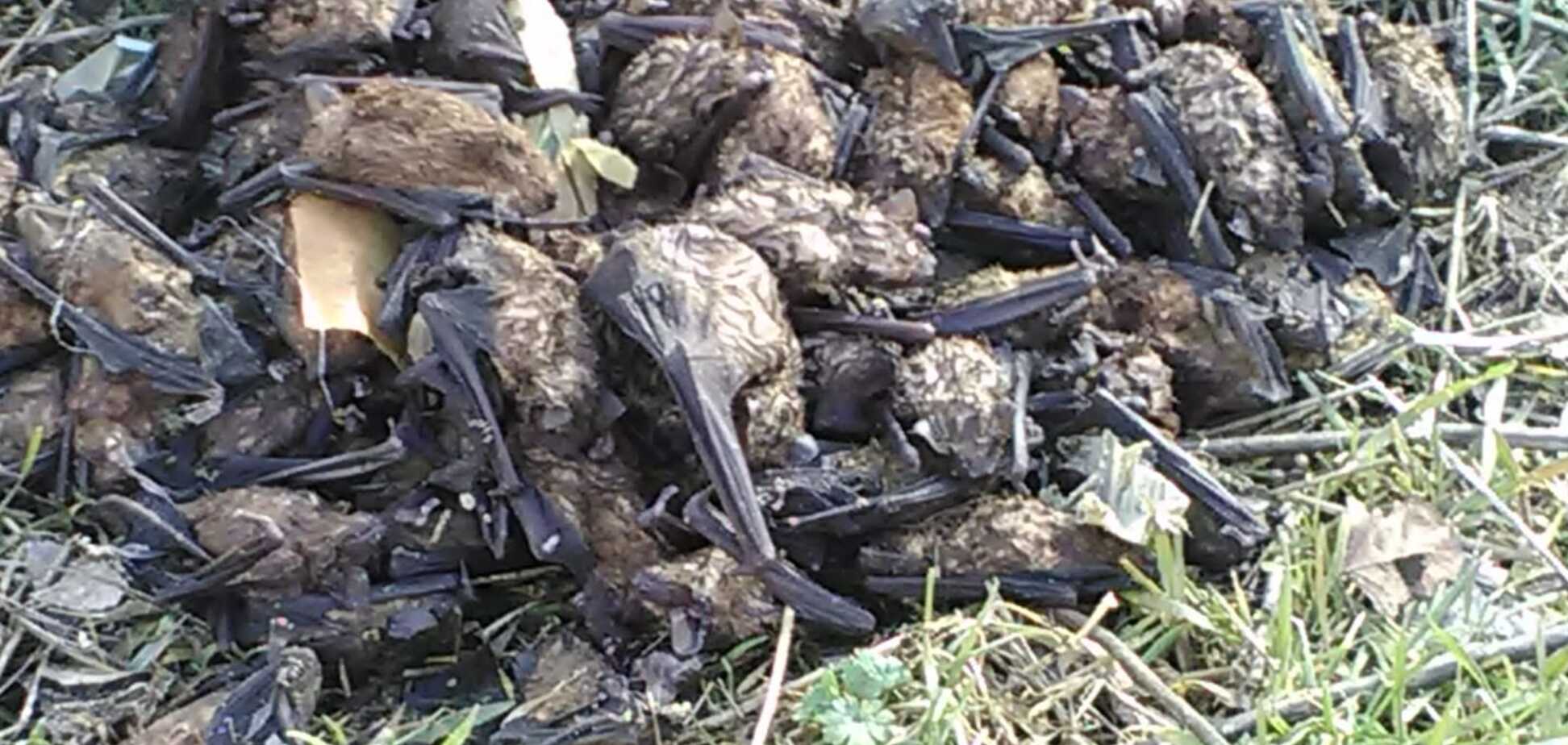 'Дикие люди!' Под Днепром жестоко убили и выбросили десятки летучих мышей. Фото