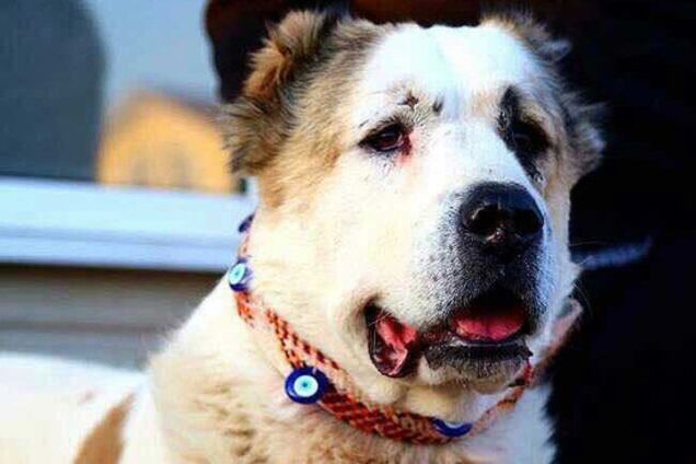 'Ну що, догралися?' На Київщині жінка спокійно дивилася, як пес рвав її сусідку