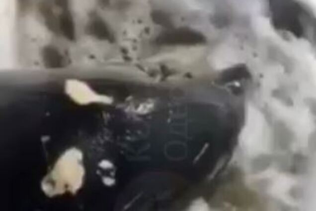 На курорті під Одесою гинуть дельфіни