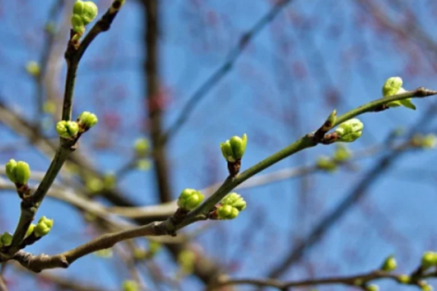 Ворвалась весна: синоптики дали теплый прогноз по Украине