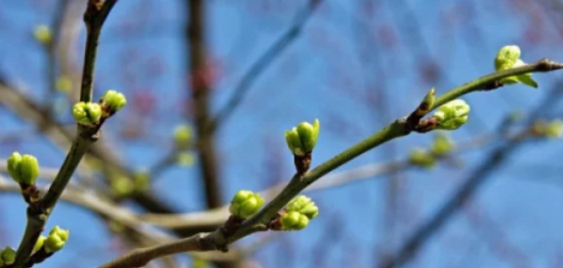 Ворвалась весна: синоптики дали теплый прогноз по Украине