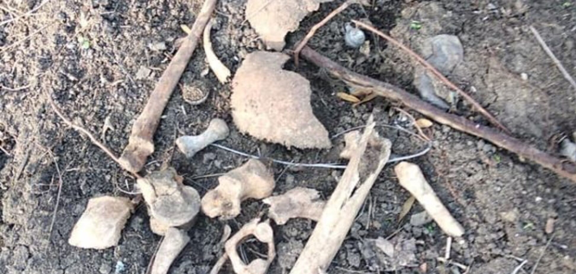 В одесском парке обнаружили человеческие кости