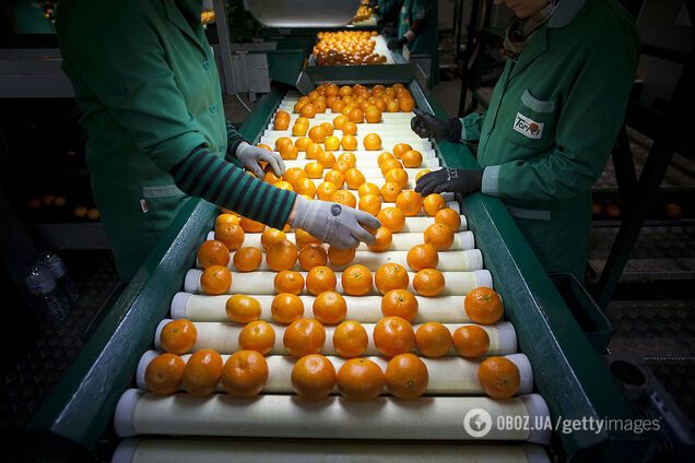 Апельсины с червями заполонили магазины в Украине: как правильно выбрать фрукт