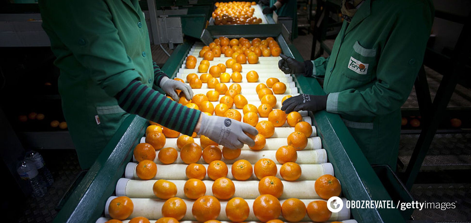 Апельсини з хробаками заполонили магазини в Україні: як правильно вибрати фрукт
