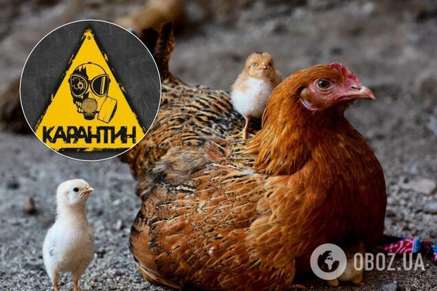 Через пташиний грип: від української курятини відмовилися ще 7 країн