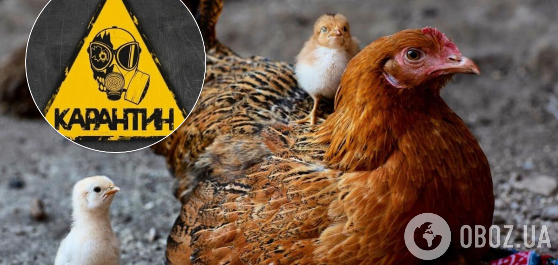 Из-за птичьего гриппа: от украинской курятины отказались еще 7 стран