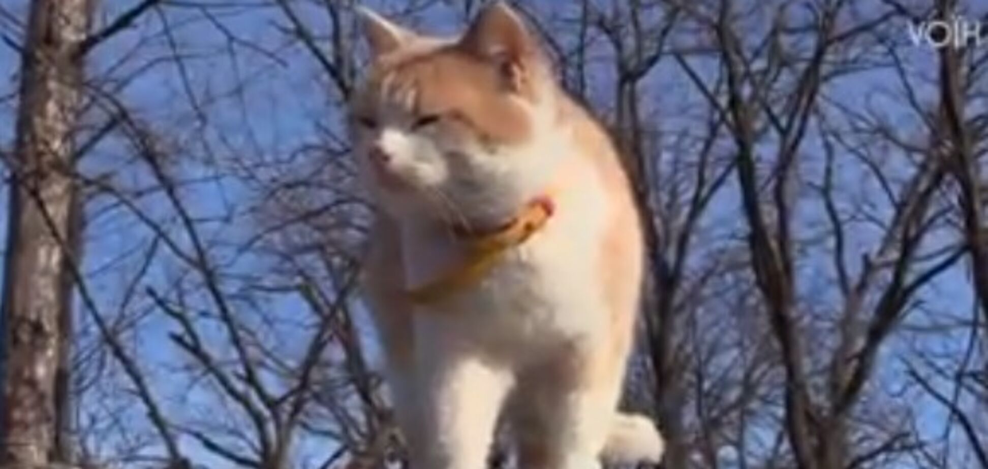 'Зі щурами мінські домовленості': ЗСУ розсекретили 'бійця Гарфілда'. Відео з передової