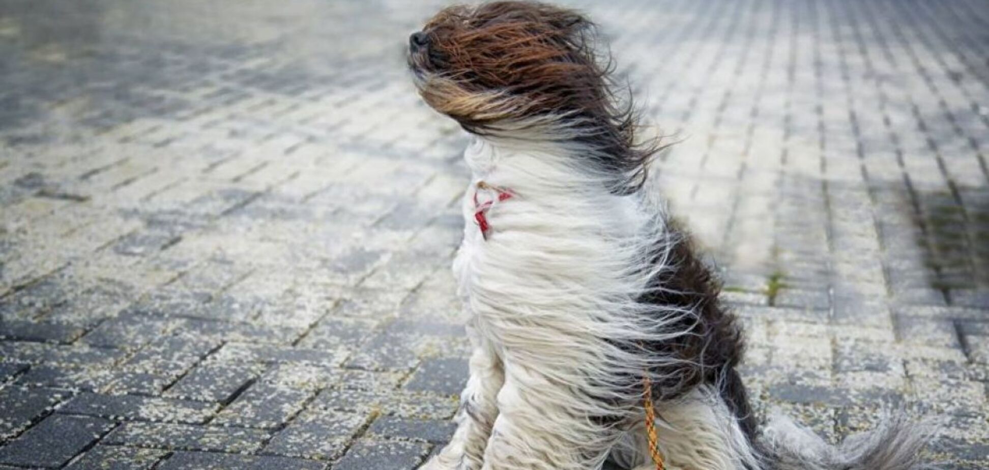 Сильний вітер: синоптики дали прогноз погоди на 26 лютого в Дніпрі