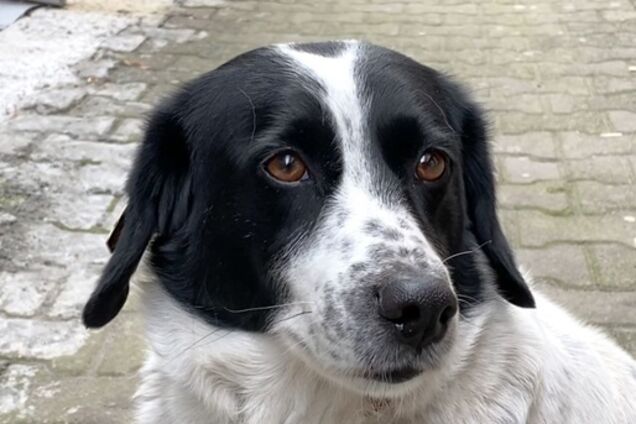 Собака Купата помогла детям перейти дорогу и стала звездой соцсетей. Видео