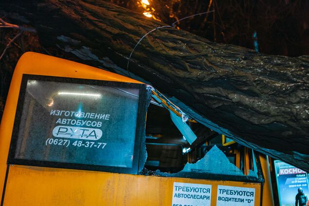 В Днепре на маршрутку с пассажирами рухнуло дерево