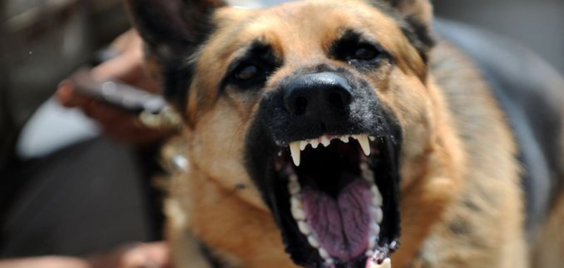 Загризли на смерть 5 осіб: в Росії зграї собак розривають людей