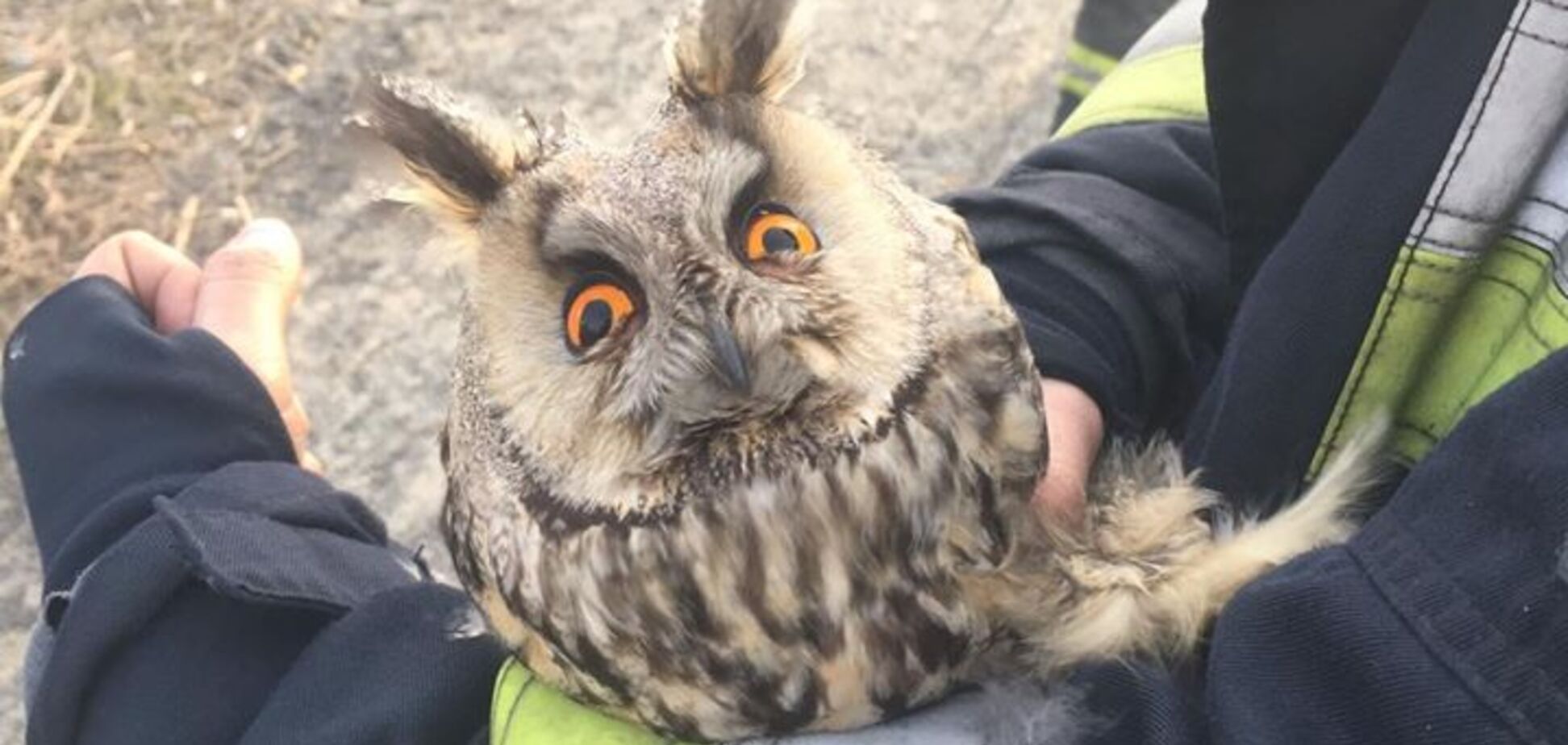 У Дніпрі рятувальники витягли з пожежі маленьку сову. Милі фото