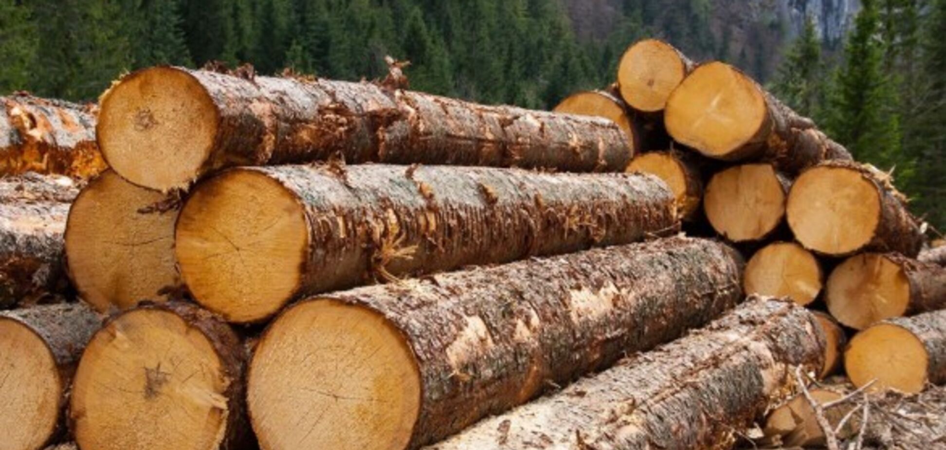 Контрабанда леса: фирму сына Луценко уличили в крупной схеме