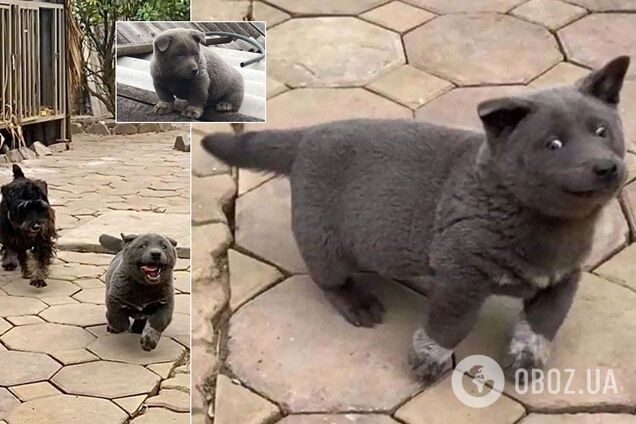 Кот, собака или лиса: в сети поспорили из-за странного пушистого животного. Милые фото