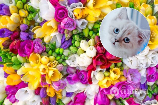 Вітання з 8 березня: зворушливі вірші, картинки і відео