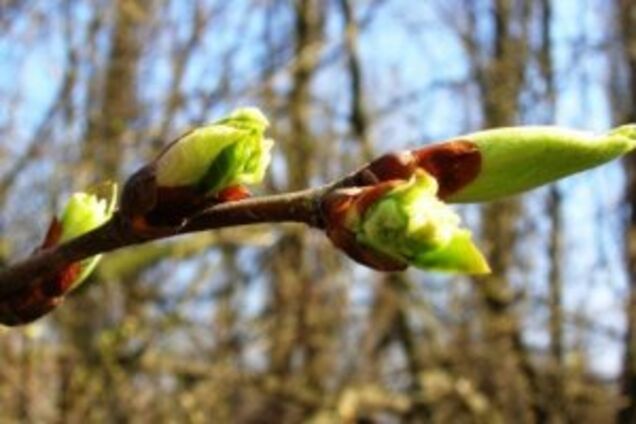 Синоптик спрогнозировал аномальную погоду в марте