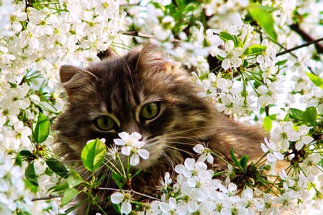 Свята та пам'ятні дати березня: що відзначається