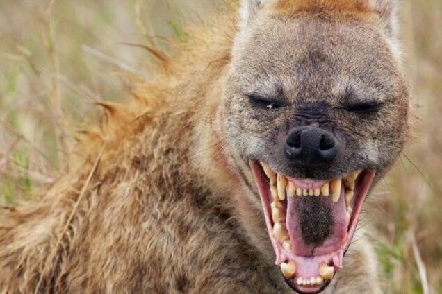 Под Одессой бешеный шакал напал на человека