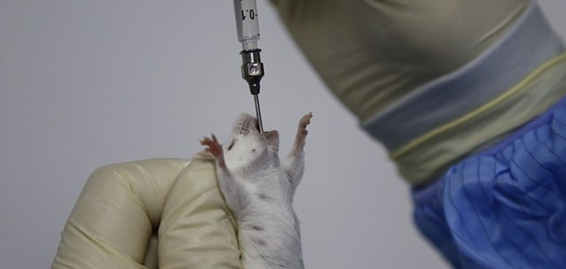 Стволовые клетки вылечили диабет у мышей