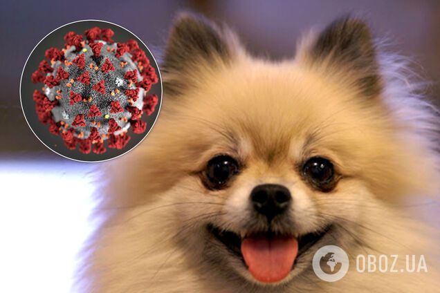 Короновирусом нельзя заразиться от домашних животных – ученые