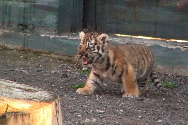 Народженого в Одеському зоопарку тигра вперше показали людям