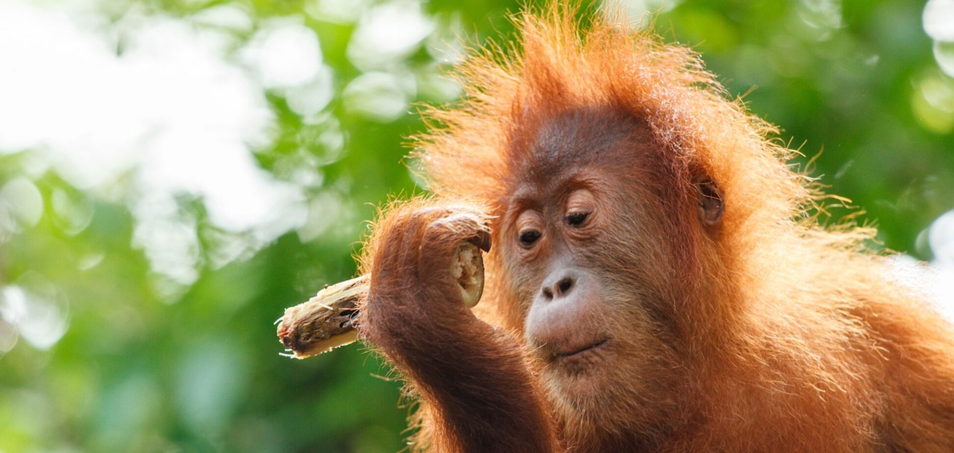 На Борнео обнаружили уникальную обезьяну