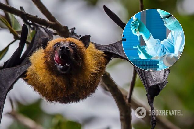 В Ухане изучали коронавирус на летучих мышах еще в 2018 году