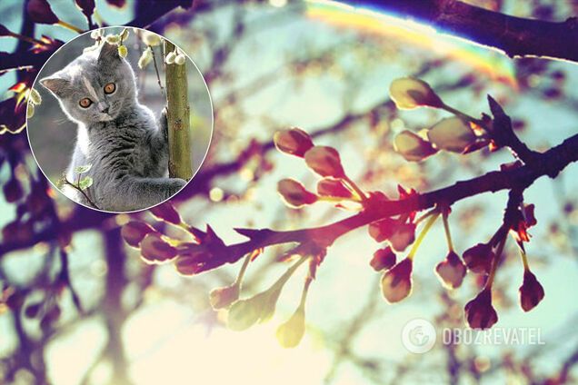 В Украину ворвется тепло: синоптик уточнила прогноз погоды