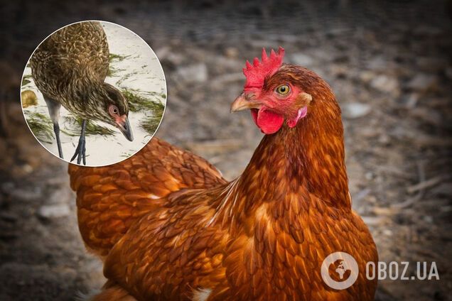 Ученые нашли предка всех кур на Земле: удивительные фото