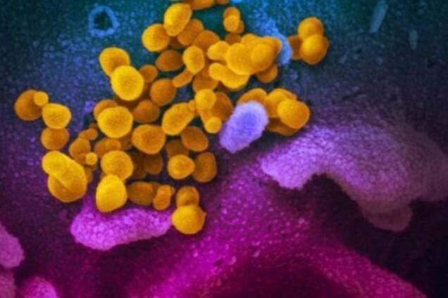 Вчені з Німеччини здійснили прорив у боротьбі з коронавірусом