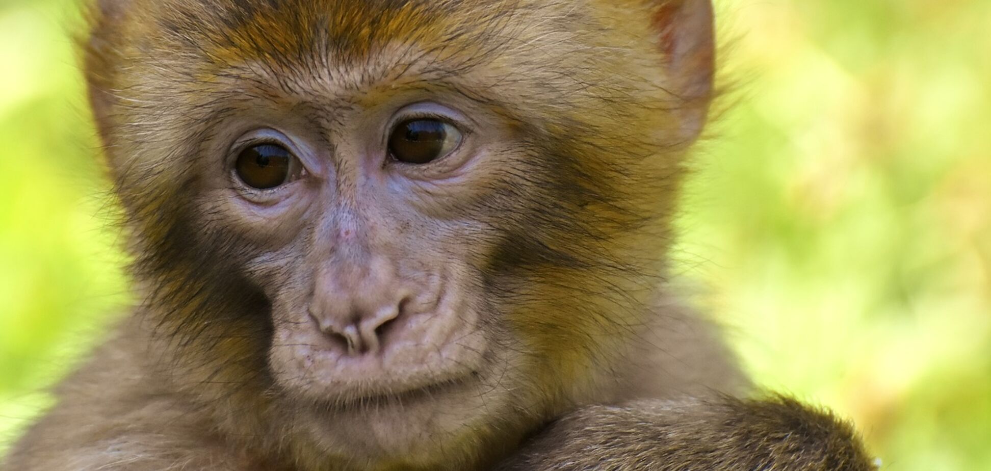 Собака приняла 'в семью' осиротевшую обезьянку: видео