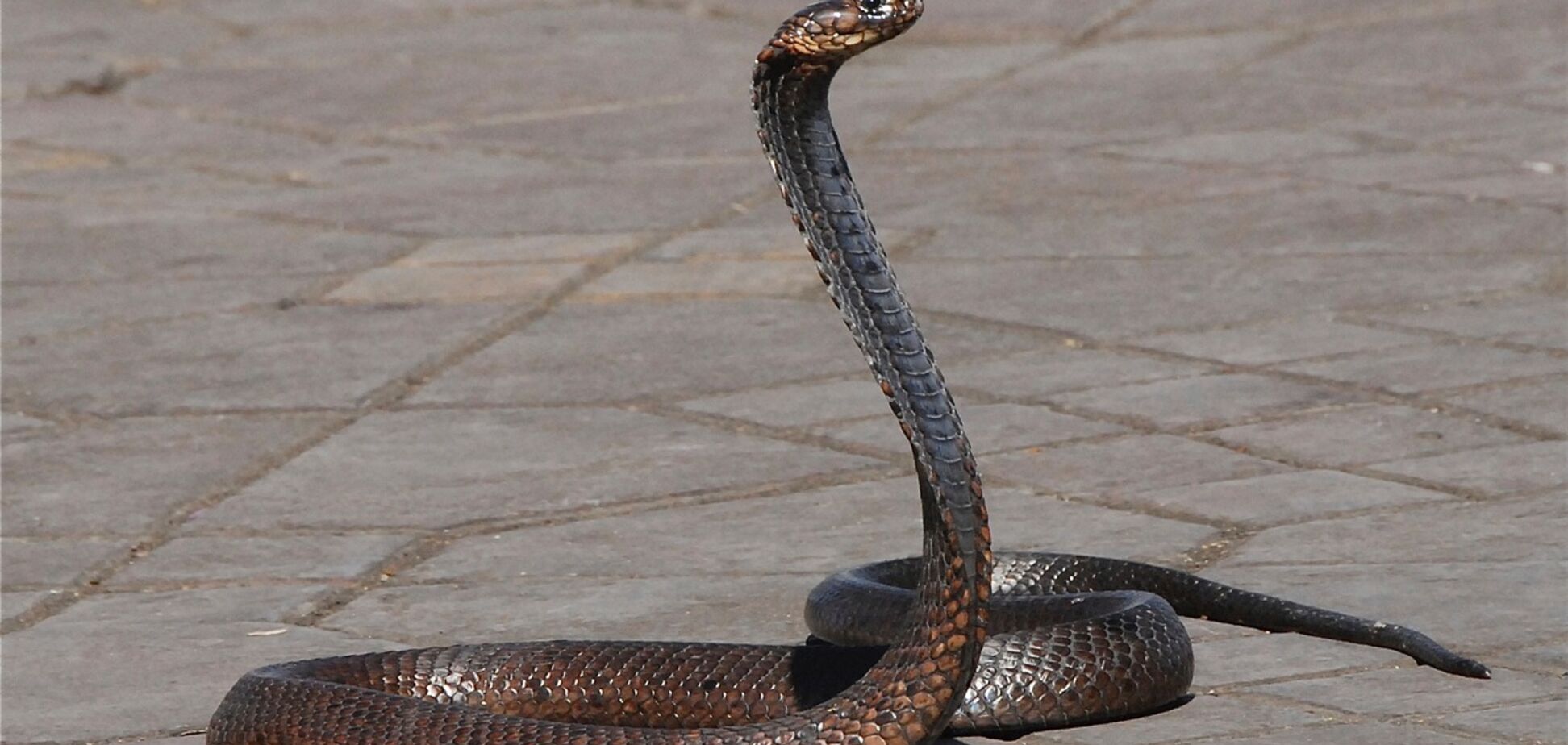 В Австралии змея затаилась среди ботинок и озадачила сеть