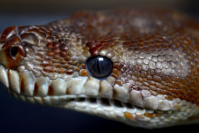 В Австралии спасли питона, проглотившего огромное пляжное полотенце