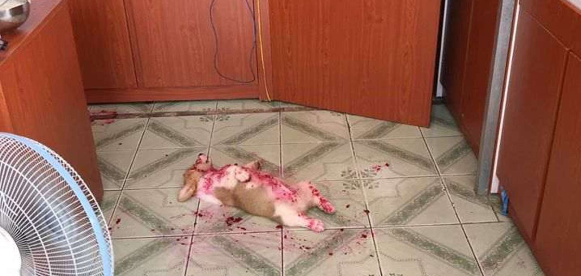 Щеня-зірка Instagram у калюжі крові налякало мережу: розв'язка виявилася несподіваною. Фото